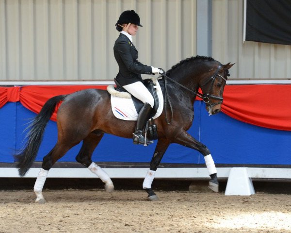 Deckhengst Orchard Red Prince (Nederlands Welsh Ridepony, 2002, von Aester El Nino) Deckhengst Orchard Red Prince (Nederlands Welsh Ridepony, 2002, von Aester El Nino)