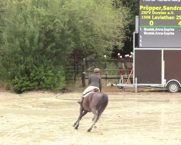 Reitturnier Datteln 2018