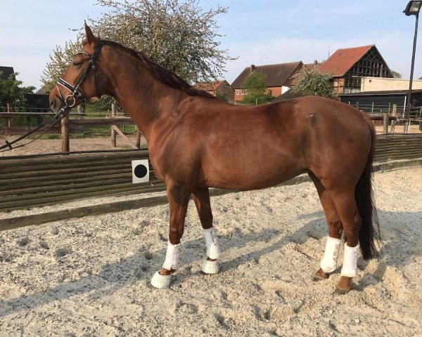 broodmare Dschiddah (Hanoverian, 2004, from Don Cavallo)
