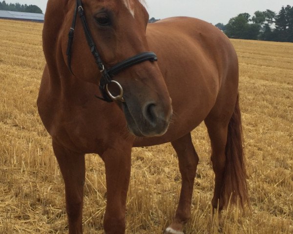 dressage horse Wispa (Westphalian, 1999, from Worldman)