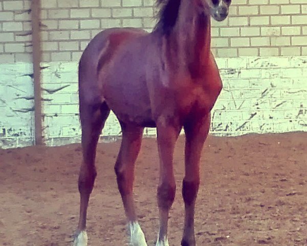 Pferd Bellevue (Deutsches Reitpony, 2016, von Best Boy)