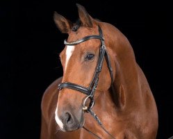 dressage horse Willy the Kid 3 (Hanoverian, 2006, from Wolkenstein II)