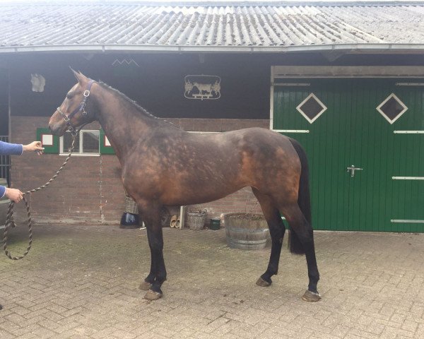Pferd Galalina (KWPN (Niederländisches Warmblut), 2011, von Numero Uno)