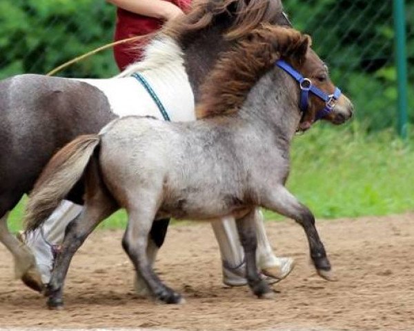 horse Tobak von Repgow (Shetland pony (under 87 cm), 2016, from Thorax von Repgow)