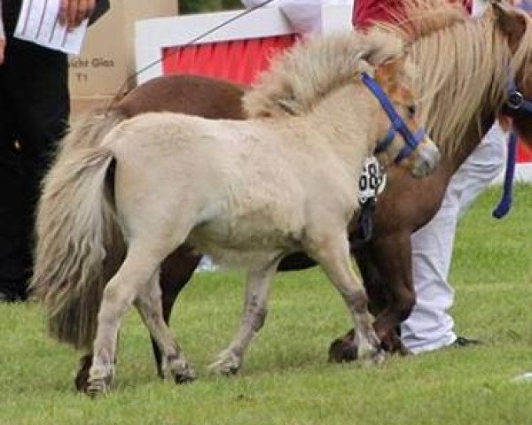 broodmare Haiti von Repgow (Shetland pony (under 87 cm), 2017, from Schalenburgs Thank You)