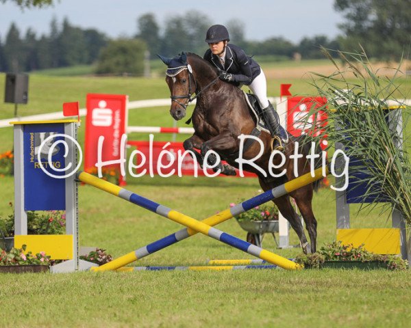 dressage horse Descarado 19 (German Riding Pony, 2010, from Dance Star AT NRW)