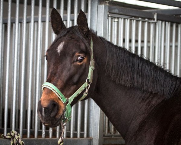 horse Polarstern 67 (Mecklenburg, 2009, from Poltergeist)