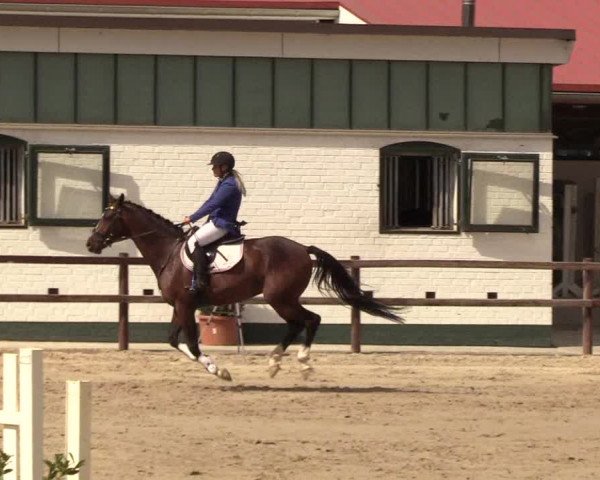 Reitturnier Hamburg-Klein Offenseth/Hell-Stallion-Stud 2018