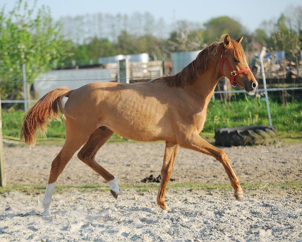 horse Carino (German Riding Pony, 2015, from Kastanienhof Cockney Cracker)