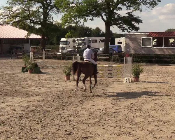 Reitturnier Hamburg-Klein Offenseth/Hell-Stallion-Stud 2018