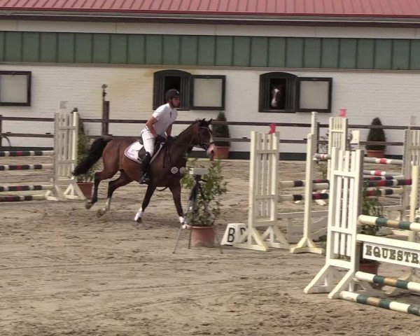 Reitturnier Hamburg-Klein Offenseth/Hell-Stallion-Stud 2018