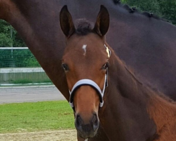 horse Dream of Namibia (Oldenburg, 2017, from Glock's Dream Boy)