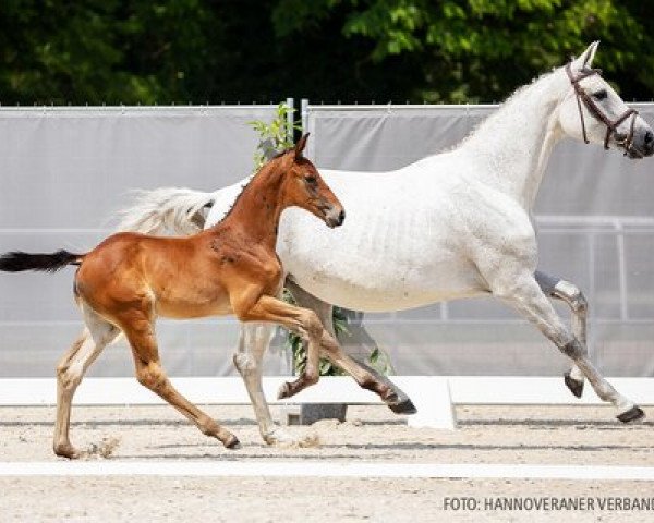 Pferd Kanaro LM (Hannoveraner, 2021, von Karajan)