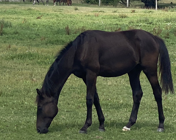 horse Total's Black Devil (Oldenburg, 2020, from Total Hope OLD)