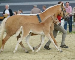 horse Stute von Stilton (Haflinger, 2017, from Stilton)