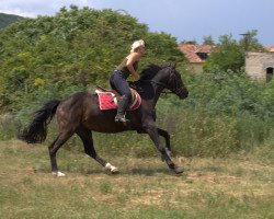 horse Syrius (Hungarian Warmblood, 2007)