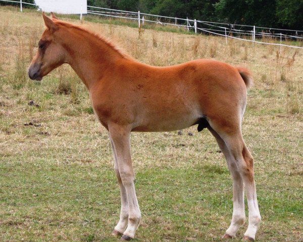 Pferd RM Oragé (Deutsches Reitpony, 2017, von Ogier K WE)