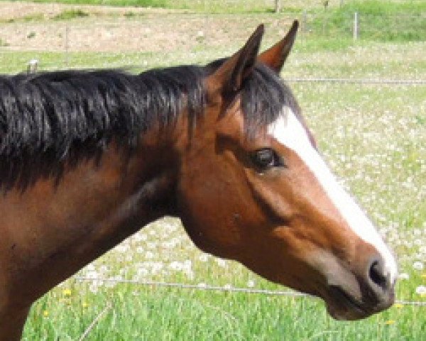 broodmare RM Valerina (German Riding Pony, 2009, from Valido's Highlight) broodmare RM Valerina (German Riding Pony, 2009, from Valido's Highlight)