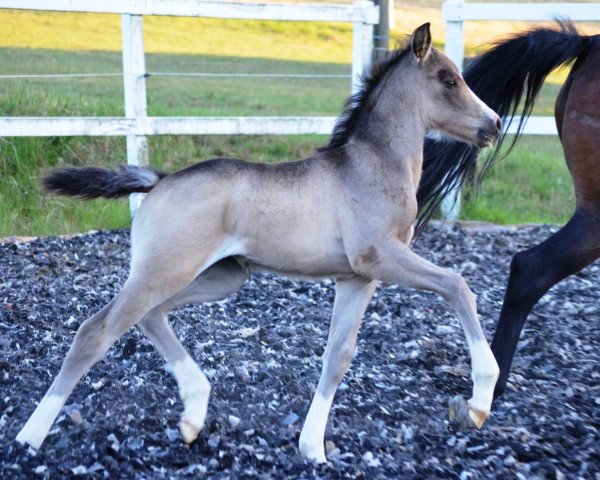 horse RM Most Beautiful Girl (German Riding Pony, 2017, from Movie Star)