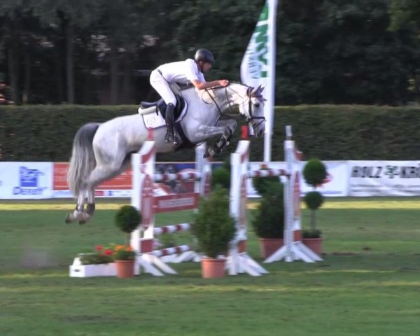 Zuchtstute Cosma Go R (Westfale, 2006, von Cornet Obolensky)