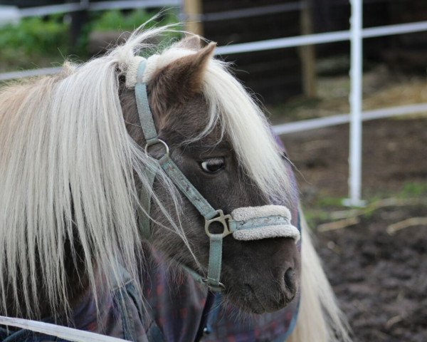 horse Jimmy von der Bollheide (German Classic Pony, 2011, from Jonny)