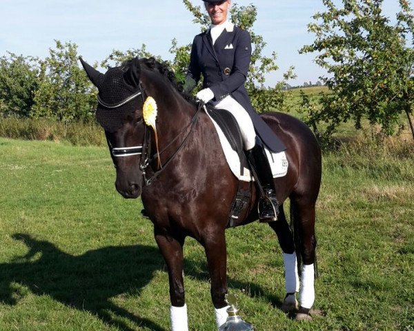 Dressurpferd Hija de La Luna R (Hannoveraner, 2006, von Hohenstein I)