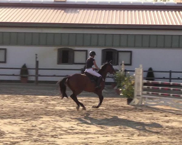 Reitturnier Hamburg-Klein Offenseth/Hell-Stallion-Stud 2018