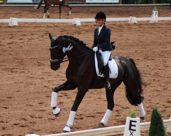 dressage horse Sir Snowden (Hanoverian, 2011, from St. Moritz Junior)