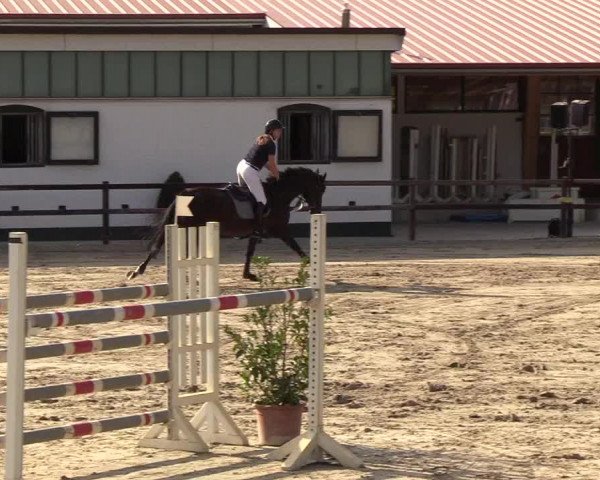 Reitturnier Hamburg-Klein Offenseth/Hell-Stallion-Stud 2018
