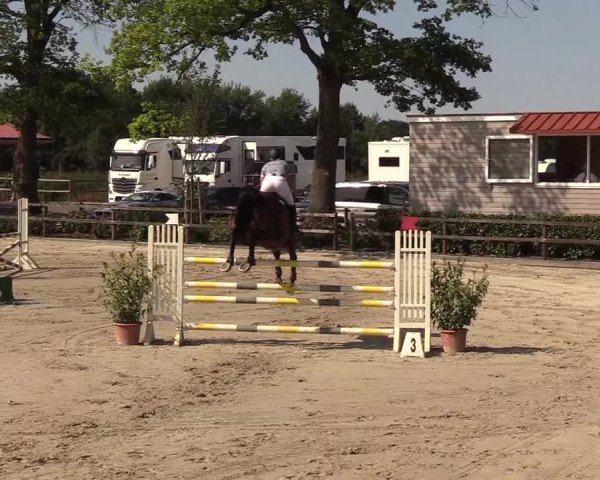 Reitturnier Hamburg-Klein Offenseth/Hell-Stallion-Stud 2018