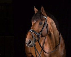 dressage horse Renidesco JM (Hanoverian, 2006, from Riccione)