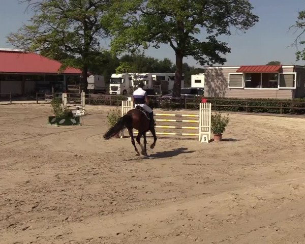 Reitturnier Hamburg-Klein Offenseth/Hell-Stallion-Stud 2018