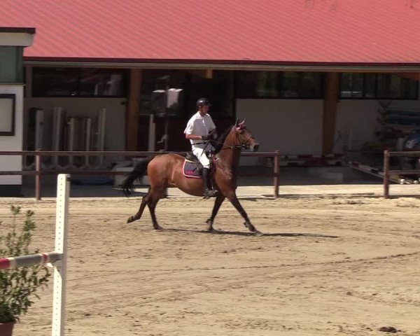 Reitturnier Hamburg-Klein Offenseth/Hell-Stallion-Stud 2018
