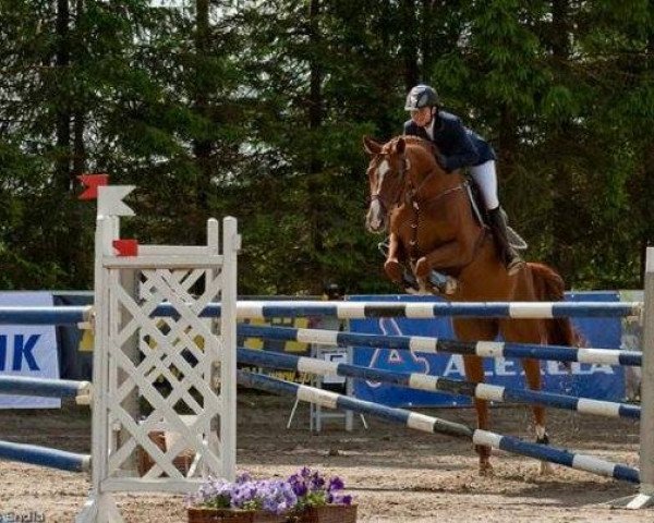jumper Rising Sun (Hanoverian, 2002, from Rickmer)