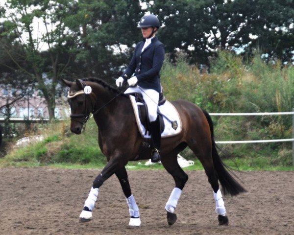 dressage horse Callemio (Westphalian, 2012, from Conen)