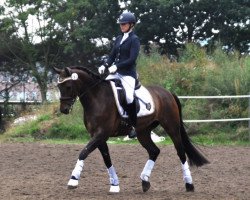 dressage horse Callemio (Westphalian, 2012, from Conen)