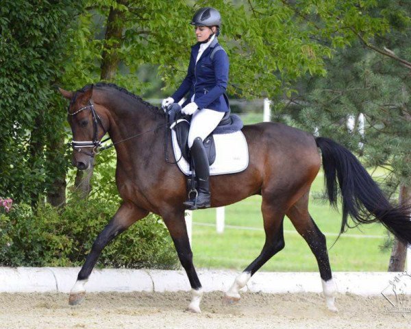 Pferd Fantastic Romance S (Oldenburger, 2013, von For Romance I)