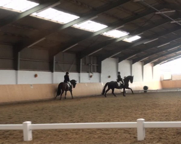 Reitturnier Datteln 2018