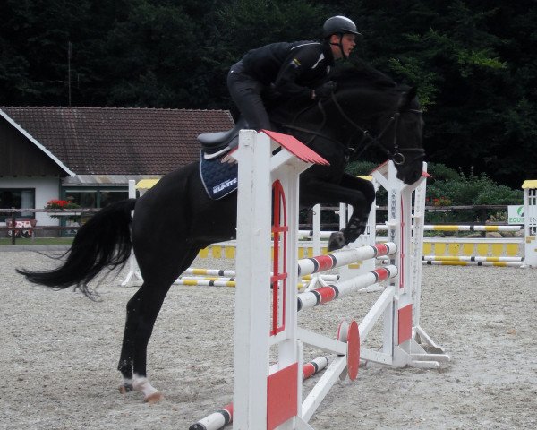 horse Cataka (Oldenburg, 2008, from Catan 12)