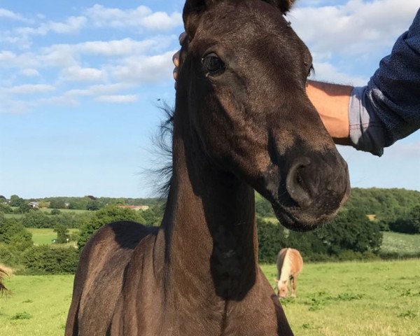 horse Dooleys (Holsteiner, 2017, from Diarado)