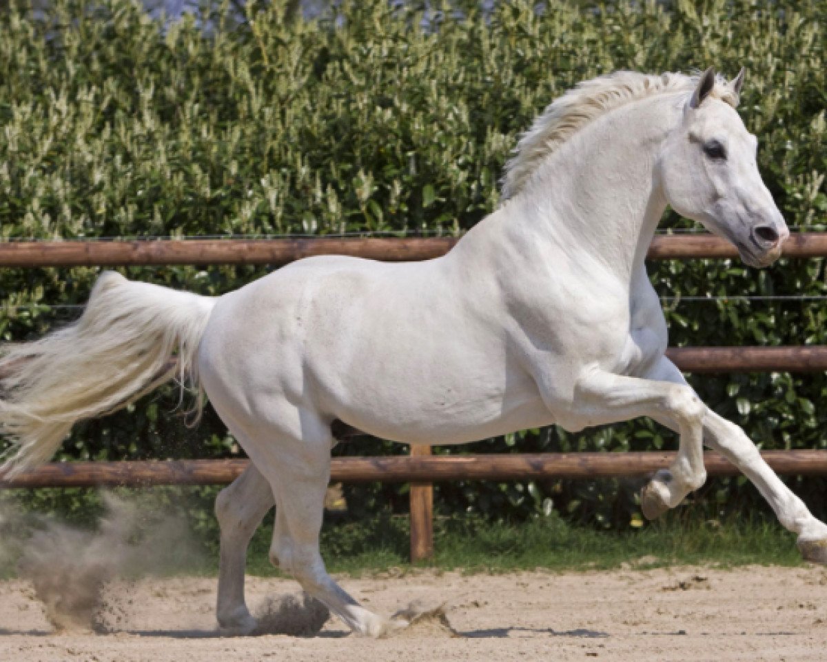 Deckhengst Clinton (Holsteiner, 1993, von Corrado I)