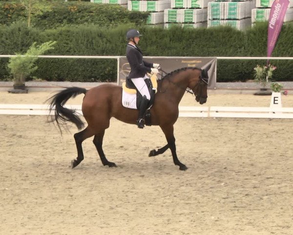 Reitturnier Durmersheim-Hardt 2018