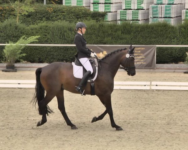 Reitturnier Durmersheim-Hardt 2018