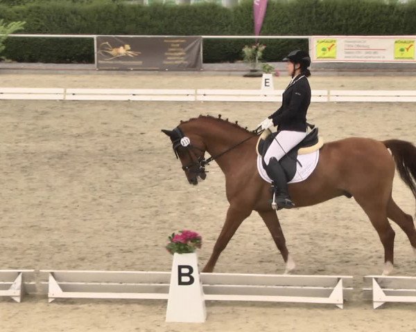 Reitturnier Durmersheim-Hardt 2018