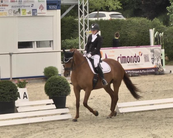 Reitturnier Durmersheim-Hardt 2018