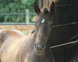 Pferd So Nice (Westfale, 2017, von Symphonic)