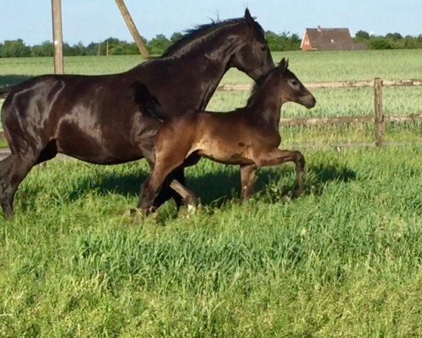 horse Cancoon Blue (Hanoverian, 2017, from Chacoon Blue)