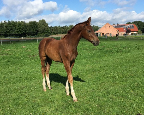 broodmare Diamanda Dea S (Hanoverian, 2015, from Dancier)