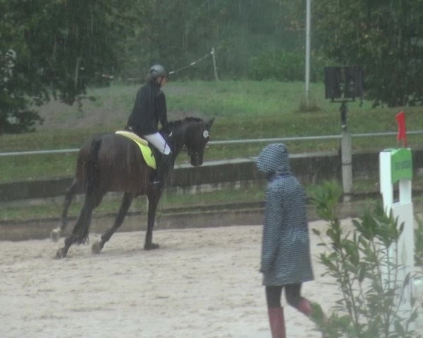 Reitturnier Weilheim/Teck 2018