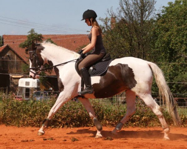 Springpferd Hahnenhof's Lumiere (Pinto/Hunter, 2007, von Lennox)